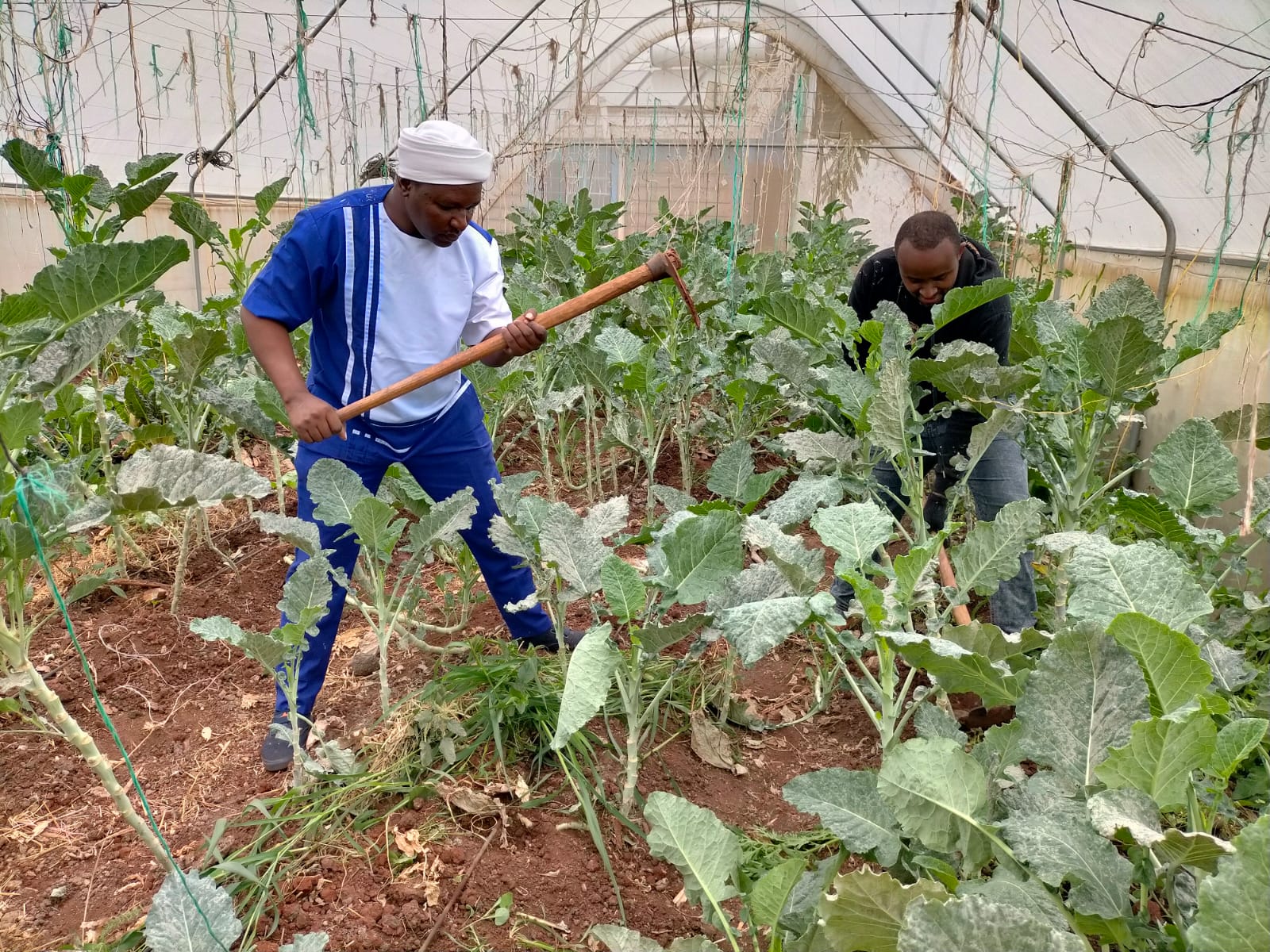 Tending crops in the CHDF greenhouse